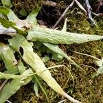 Asplenium rhizophyllum Hábitos