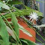 Epiphyllum hookeri Характер