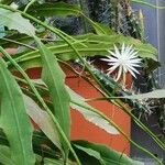 Epiphyllum hookeri Habitus