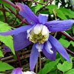 Clematis alpina Blomma