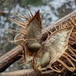 Glycyrrhiza echinata Fruit