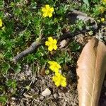 Potentilla puberula Fula