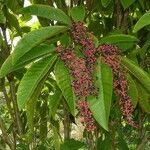 Miconia trinervia Other