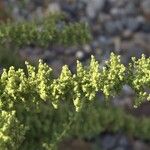 Dysphania botrys Fula