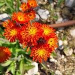 Pilosella guthnikiana Flower