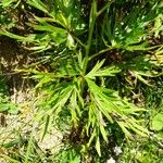 Aconitum napellus Levél