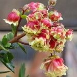 Kalanchoe miniata Хабит