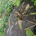 Murdannia nudiflora Blomma