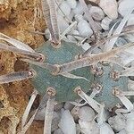 Tephrocactus articulatus 葉