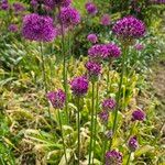 Allium giganteum অভ্যাস