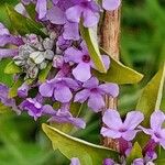 Buddleja alternifolia 花