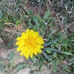 Microseris cuspidata Flower