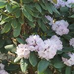 Rhododendron uvariifolium Hábito