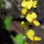 Rhynchosia minima Flower