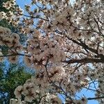 Tabebuia roseoalba Blüte