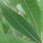 Myrica californica Leaf