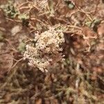 Eriogonum corymbosum Flower