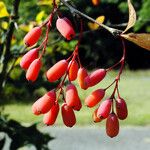 Berberis vulgaris 果實