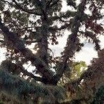 Pinus roxburghii Habitus