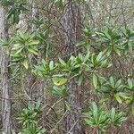 Tetrazygia bicolor 葉