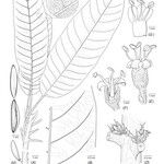 Pycnandra longipetiolata Sonstige