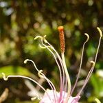 Capparis cynophallophora Flor