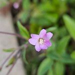 Epilobium montanum Květ