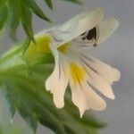 Euphrasia salisburgensis Λουλούδι