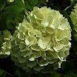 Viburnum macrocephalum Flower