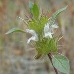 Acanthomintha lanceolata Fleur