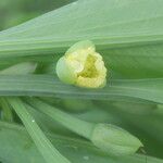 Limnocharis laforestii Flor