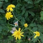 Senecio madagascariensis Flower