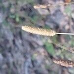 Phleum pratenseBlomma