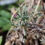 Lavandula angustifolia Листок