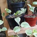 Peperomia scandens Liść