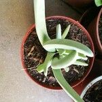 Cheiridopsis denticulata Hoja