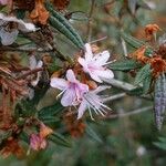 Rhododendron pubescens Flor