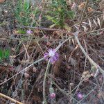 Centaurea napifolia Συνήθη χαρακτηριστικά