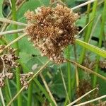Juncus effusus Plod