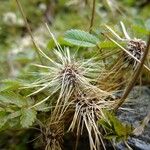 Acaena buchananii Other