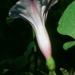 Stictocardia tiliifolia Blomst