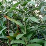 Inula germanica Leaf