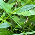 Helianthemum nummularium Leaf