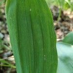 Convallaria majalisLiść