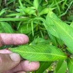 Polygonum lapathifolium Hoja