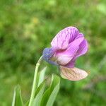 Lathyrus linifolius फूल