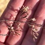 Limonium insigne Flor