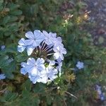 Plumbago europaea Blodyn