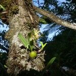Bulbophyllum minutum 整株植物