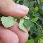 Phyllanthus leucanthus Floro